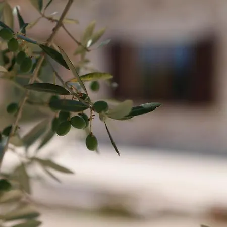 Lavanda E Rosmarino Assisi